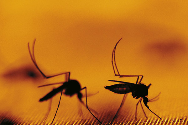 How to Check the Spread of Dengue via Mobiles