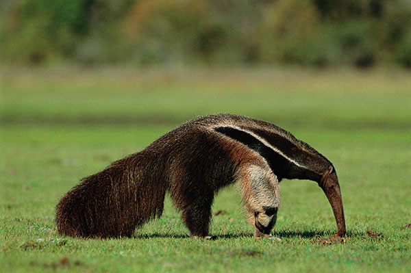 Walking with Giant Anteaters