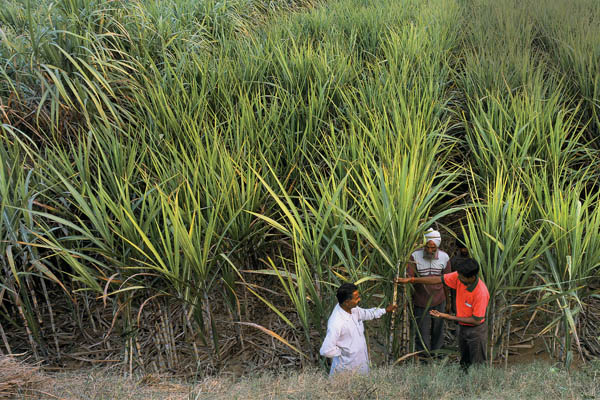 A Pilot Project to Increase UP's Sugarcane Yields