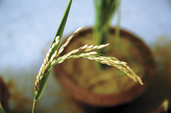 GM crops may hold key to fighting food crunch
