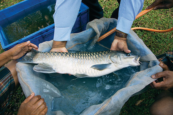 Saving the mighty and endangered mahseer