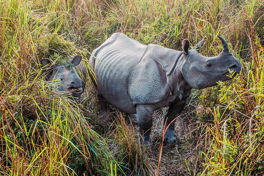 g_119141_rhino-national-park-india-783021385_280x210.jpg