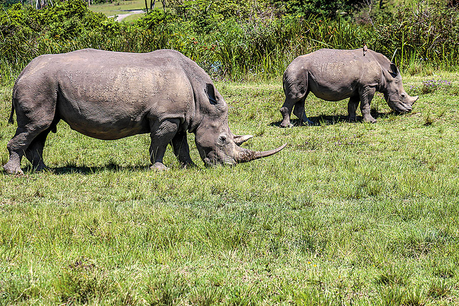 g_119143_rhinosatkarkloofreservearentdehorned-rathinasankari_280x210.jpg