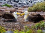 How global warming could be driving up albatross divorce