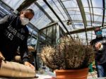 Global cactus traffickers are cleaning out the deserts