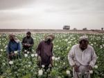 In hard times, Afghan farmers are turning to Opium for security