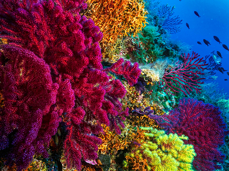 Researchers may have found a solution for protecting coral reefs