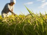 Scientists want to bring back ancient crops to save your favourite foods from climate change scarcity