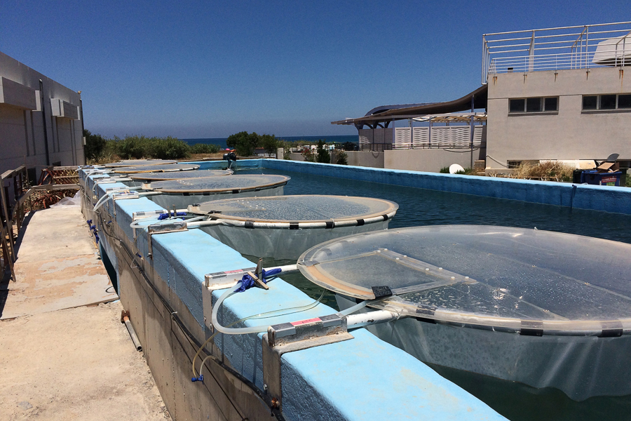 In an undated image provided by Luisa Galgani, Chiara Esposito, Paraskevi Pitta, experimental “mesocosms” created by the researcher Luisa Galgani and her team on the Greek island of Crete, to mimic and observe marine snow. Tiny bits of plastic have infiltrated the deep sea’s main food source and could alter the ocean’s role in one of Earth’s ancient cooling processes, scientists say. (Luisa Galgani, Chiara Esposito, Paraskevi Pitta via The New York Times)