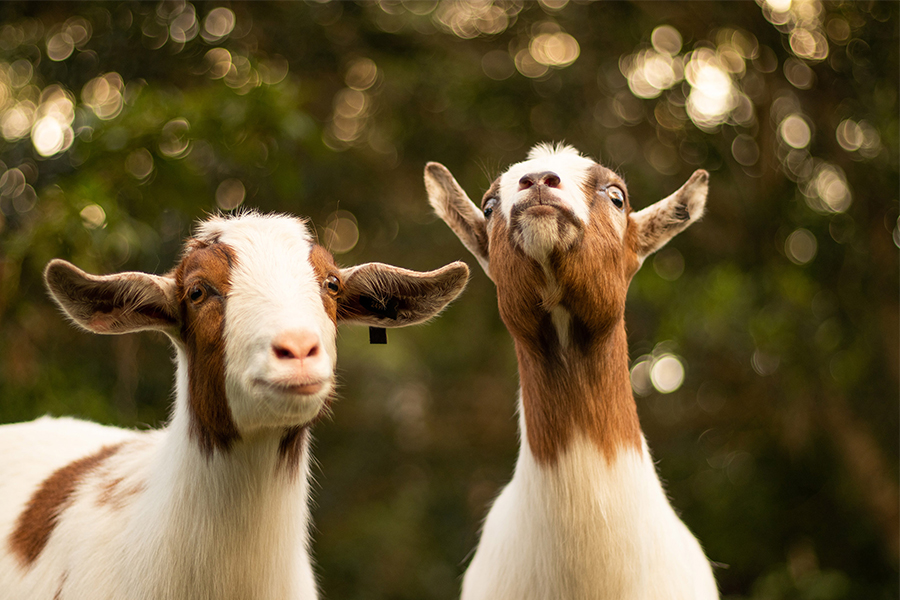 Grazing animals such as goats, horses or cattle can munch on your lawn. If your lawn is properly fed, these animals can 'mow' it for free!
Image: Bailey Mahon / Unsplash 