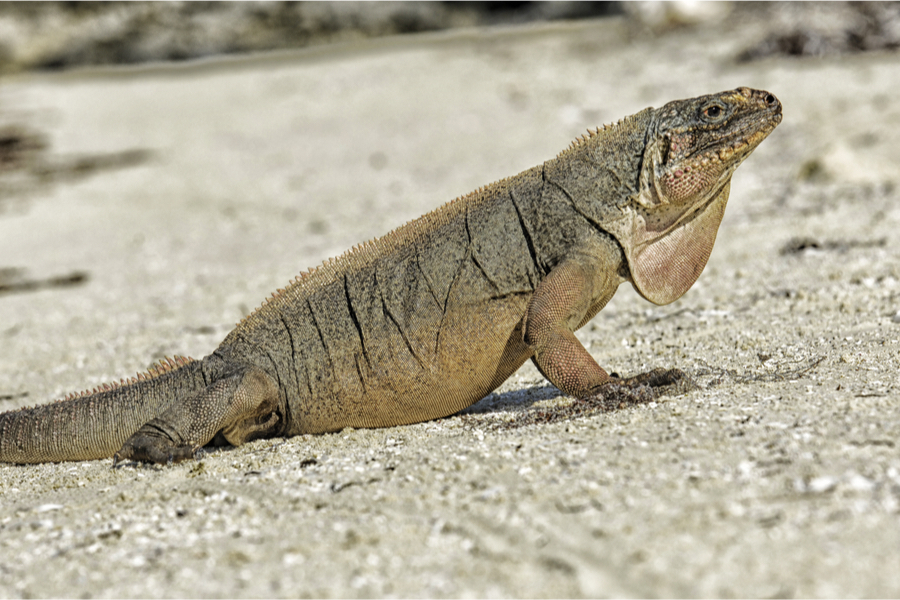 A rock iguana from the remote islands in the Bahamas. (Credit: Shutterstock)