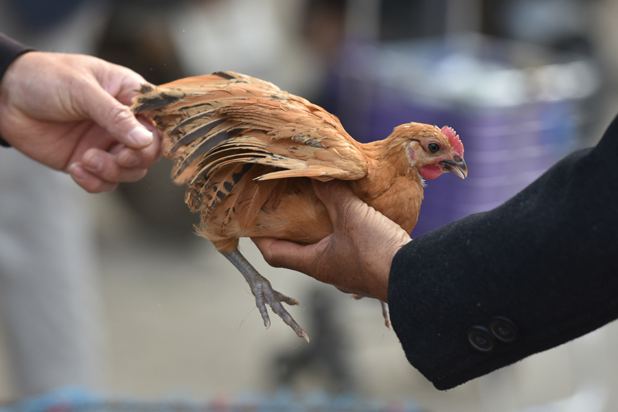 A villager buys chickens at a rural market in Linquan County, Fuyang City, Anhui Province, China, April 27, 2022. The NHC reported a human case of H3N8 avian influenza infection in Henan Province on April 26. (Credit: CFOTO/Future Publishing via Getty Images)

