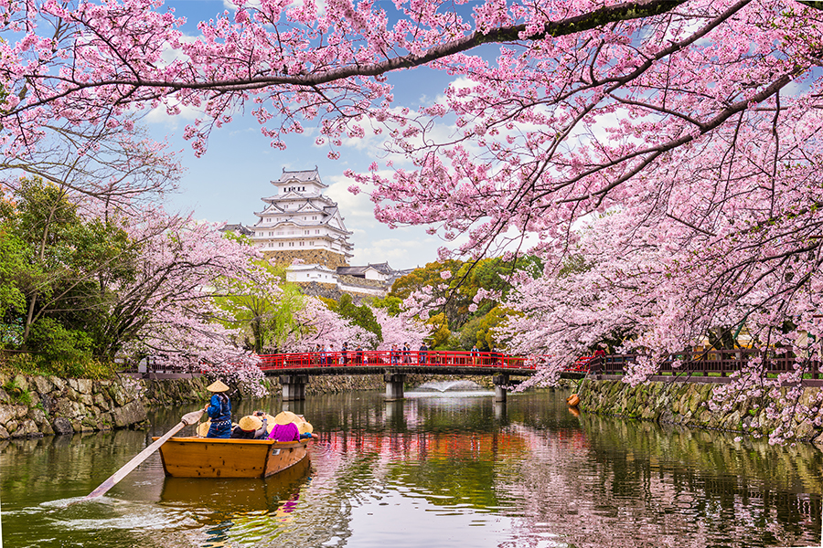 Japan's famed cherry blossom season blankets the country in the delicate white flowers of the prized and popular 