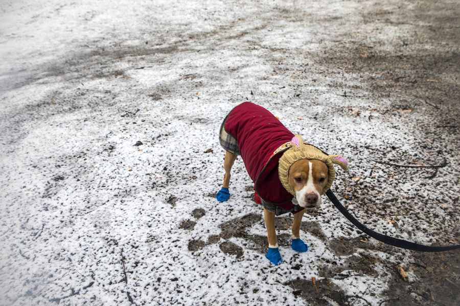 Ollie with his owner in McCarren Park in New York, Jan. 21, 2022. Retrievers that don’t retrieve and Papillons that point are all possible because the genes that shape dog behavior predate modern breeding that focuses on appearance, according to a new study. (Amir Hamja/The New York Times)