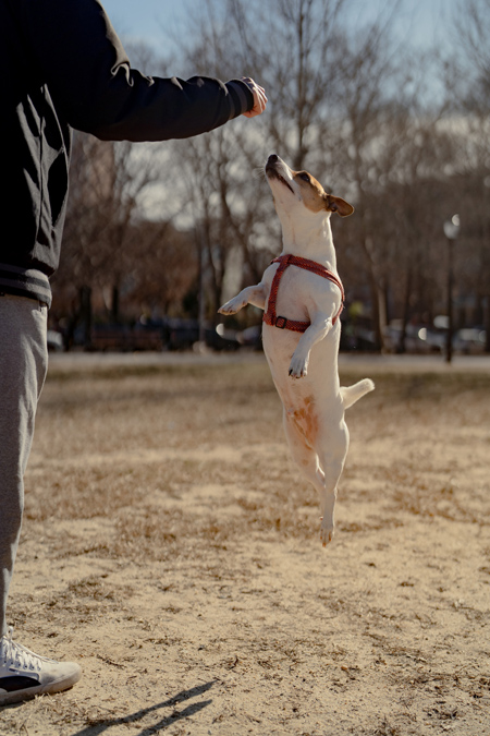 Ollie with his owner in McCarren Park in New York, Jan. 21, 2022. Retrievers that don’t retrieve and Papillons that point are all possible because the genes that shape dog behavior predate modern breeding that focuses on appearance, according to a new study. (Amir Hamja/The New York Times)