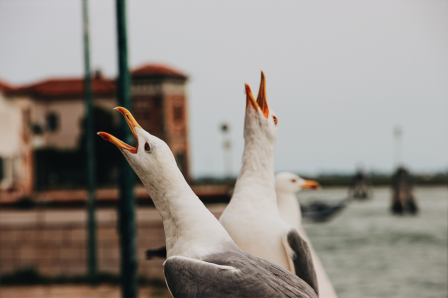 In Venice, orange water pistols are being used to deter seagulls.
Image:  Mael Balland / Unsplash 