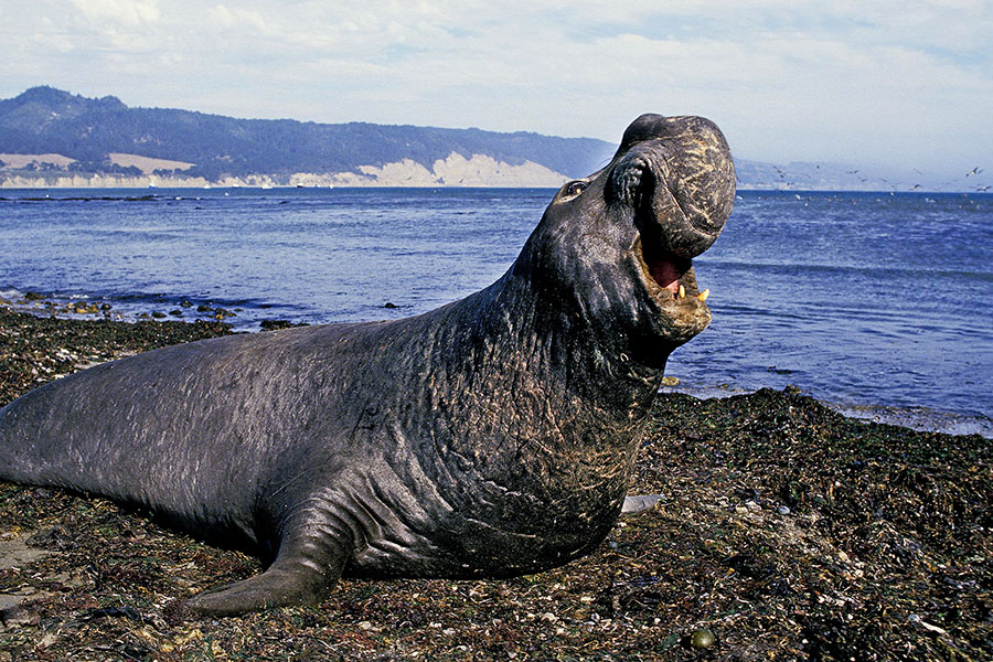A large study using sensors on elephant seals has revealed a wealth of valuable new information about the 