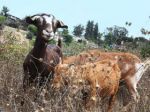 When goats lend a hand to firefighters