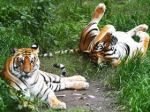 AI bids to crack tiger trade