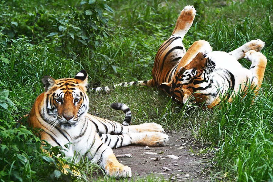 
A tiger's stripes are as unique as human fingerprints
Image: Prakash Mathema / AFP 