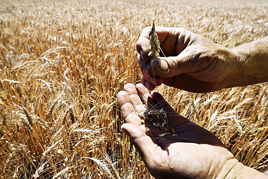 Farmer Serhii Liubarsky, 59, shows wheat grains at a wheat field next to Rai-Oleksandrivka village, on July 1, 2022, amid Russia's military invasion launched on Ukraine. Between a lack of fuel and the risk of being bombed, some Ukrainian farmers are wondering how they will harvest their fields as the period for certain crops approaches in July. Image: Genya Savilov / AFP