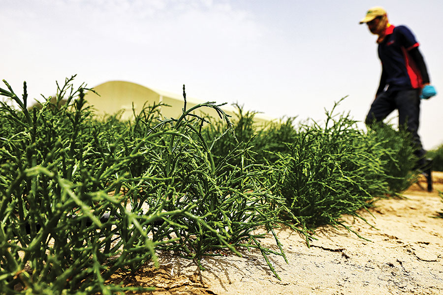 
A worker inspects succulent salicornia plants growing on a farm in the desert outside the Gulf emirate of Dubai A worker inspects succulent salicornia plants growing on a farm in the desert outside the Gulf emirate of Dubai Photography Karim Sahib / AFP