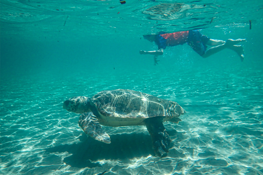 
An undated photo provided Gail Schofield shows people swimming with sea turtles off the coast of the Greek island of Zakynthos. COVID-19 precautions created a global slowdown in human activity — and an opportunity to learn more about the complex ways we affect other species. (Gail Schofield via The New York Times) 