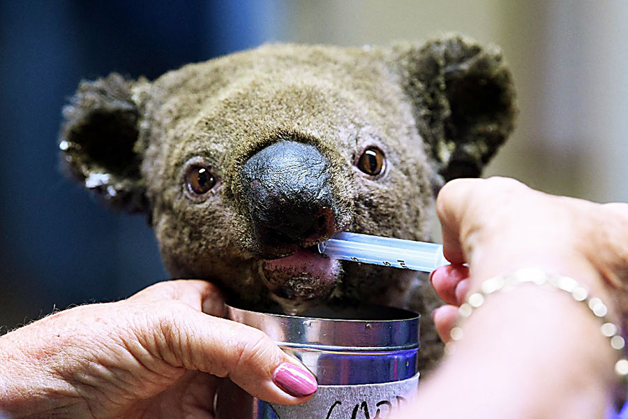 This file photo taken on November 2, 2019 shows a dehydrated and injured koala receiving treatment at the Port Macquarie Koala Hospital in Port Macquarie, after its rescue from a bushfire. Australia's unique wildlife is in retreat as it reels from bushfires, drought, human activity and global warming, according to a 