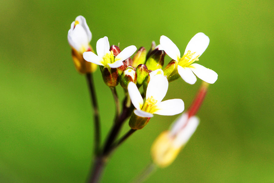 For protection against drought or flooding, certain plants, such as Arabidopsis, naturally secrete an acid comparable to aspirin.
Image: Shutterstock