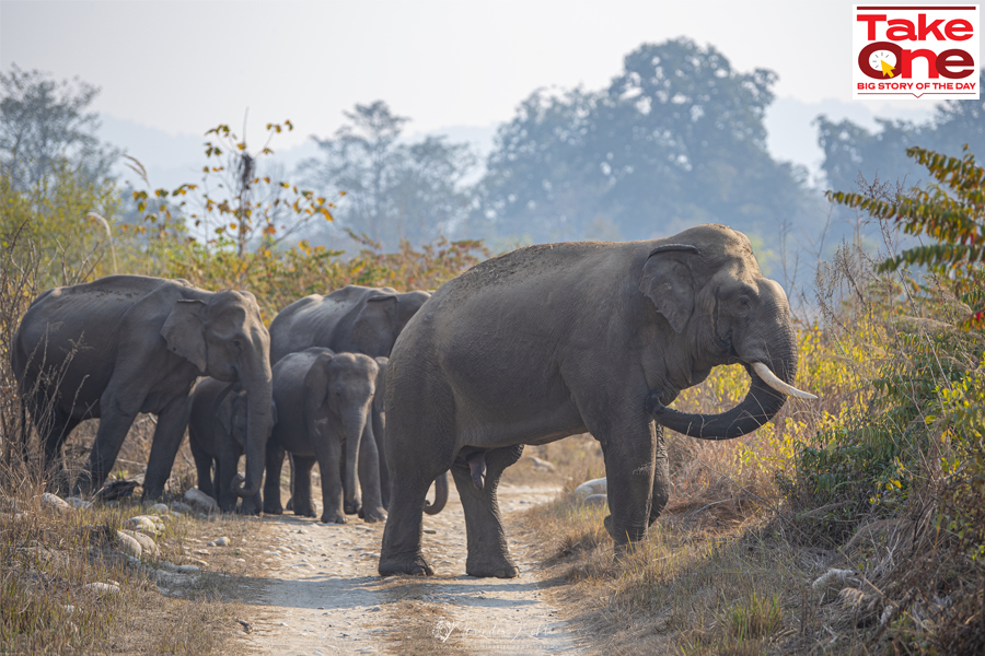 In June 2020, when a pregnant elephant ate a pineapple containing firecrackers and died, the Supreme Court intervened to stop the practice of scaring wild elephants with firecrackers.
Image: Shutterstock