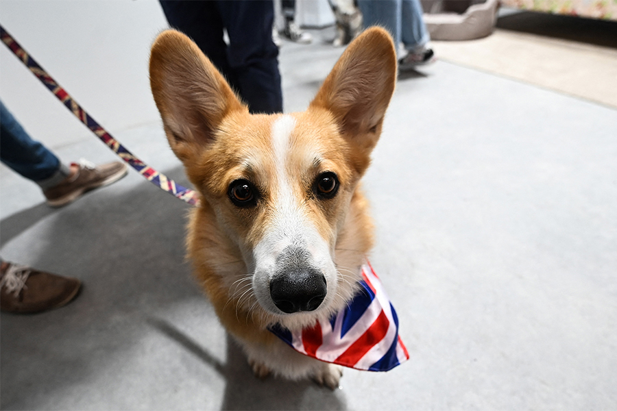 A corgi dog named Obi, with a British Union Jack flag wrapped around the neck, looks on during the Corgicam event taking place at Leadenhall Market, central London.
Image: Paul Ellis / AFP 