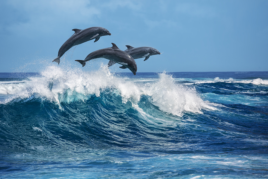 The dolphin revival around metropolitan New York — which has the nation’s most developed coastline — stands in sharp contrast to grim periods of disease and soaring death rates that have periodically plagued East Coast waters(representational image)
Image: shutterstock 