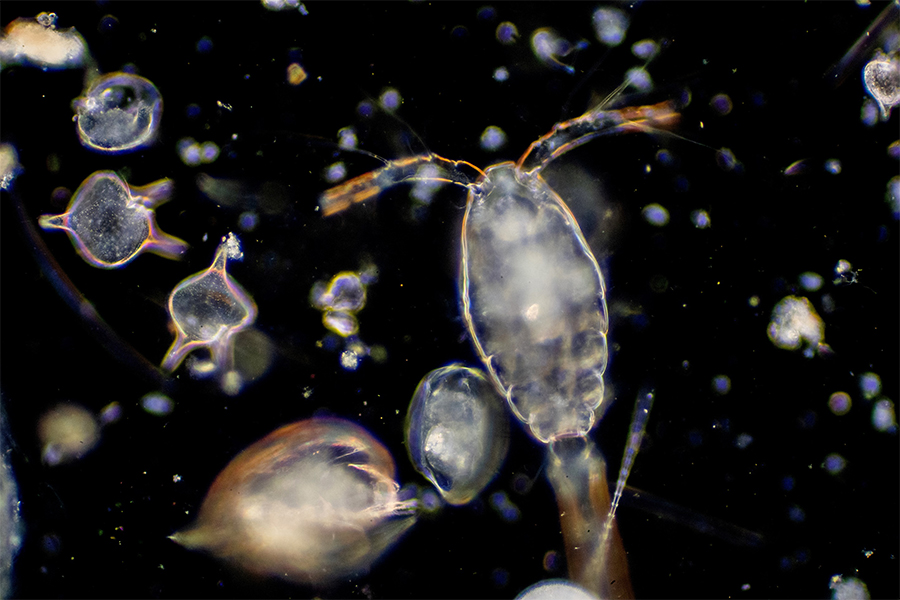 Some newly discovered viral species could help slow down climate change by storing carbon on the seafloor.
Image: tonaquatic / Getty Images