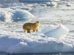 These polar bears can survive with less sea ice