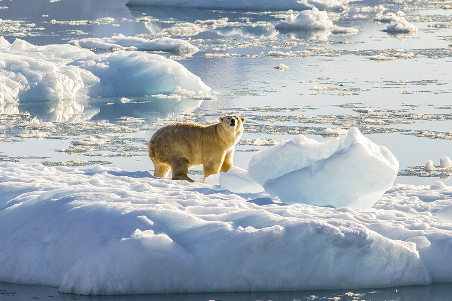 A photo provided by Thomas W. Johansen/NASA shows a polar bear atop a chunk of floating glacial ice in a fjord in Southeastern Greenland in 2016. The overall threat to the animals from climate change remains, but a new finding suggests that small numbers might survive for longer as the Arctic warms. (Thomas W. Johansen/NASA via The New York Times)