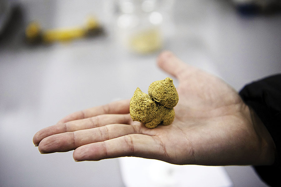 Food engineer Roberto Lemus shows a sample of a candy for children made with cochayuyo seaweed and rice flour, at the lab of Chile's University in Santiago.
Image: Martin Bernetti / AFP