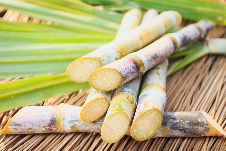 Sugarcane is not only used to produce rum: it also is used as a biofuel for energy supplies in Mauritius.
Image: Phanuwat Nandee / Getty Images 