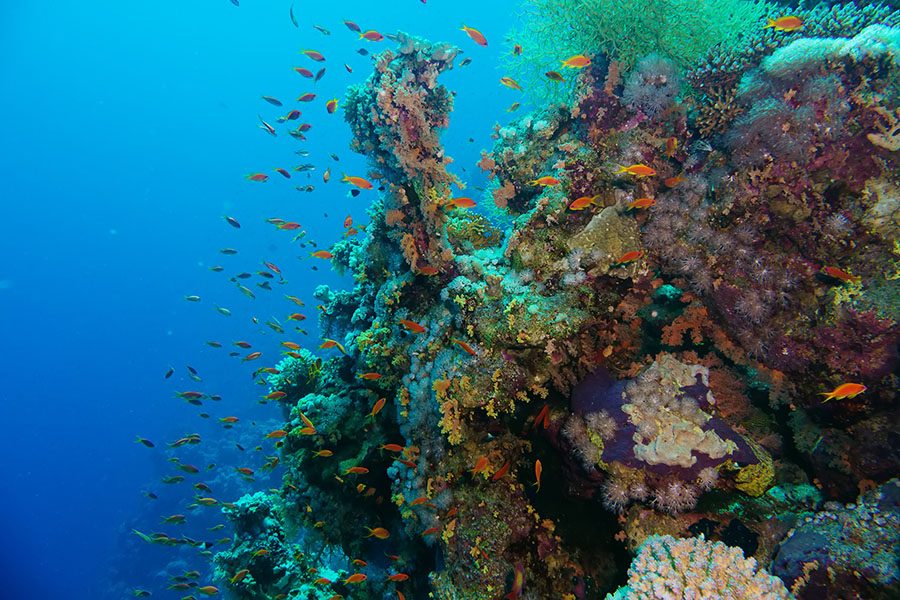 Jointly hosted by Portugal and Kenya, the five-day UN Ocean Conference—delayed from April 2020 by the Covid-19 pandemic—brings together thousands of government officials, businesses, scientists and NGOs in search of solutions.
Image: Lotus_studio / Shutterstock 