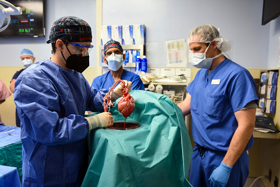 This handout photo released by the University of Maryland School of Medicine on January 10, 2022 shows surgeons performing a transplant of a heart from a genetically modified pig to patient David Bennett, Sr., in Baltimore, Maryland, on January 7, 2022. (Credit: UNIVERSITY OF MARYLAND SCHOOL OF MEDICINE / AFP)


