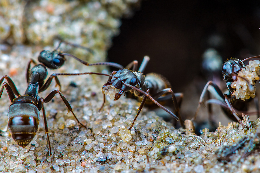 A species of ant has been found able to identify cancerous cells in humans. (Credit: Rainer Fuhrmann / Shutterstock)