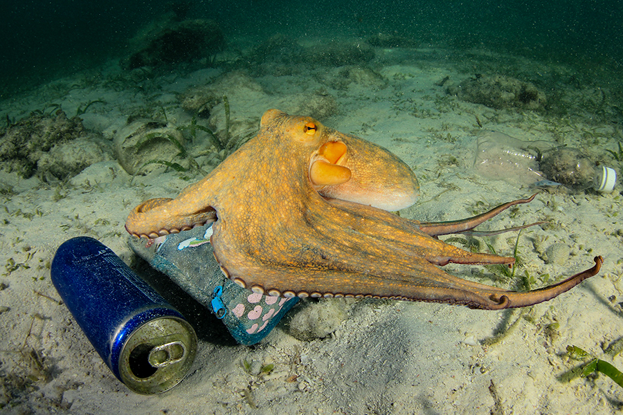 Bottles, cans, plastic cups, tire remains... Our waste is being used by octopuses as materials for their refuge. (Credit: Rich Carey / Shutterstock)