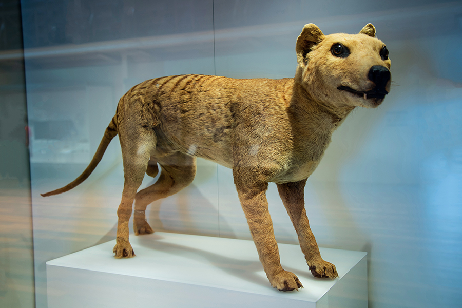 The Tasmanian tiger is an animal species officially considered extinct since 1982
Image: Adwo / Shutterstock 