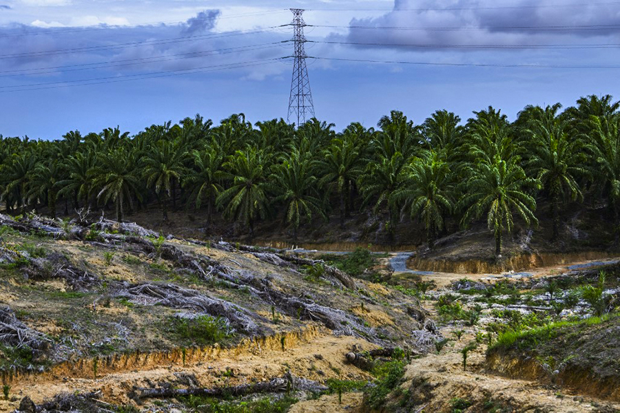 This picture, taken on August 16, 2019, shows a palm oil fruit plantation in the Nagan Raya district in Aceh province. - Indonesia. Image: CHAIDEER MAHYUDDIN / AFP