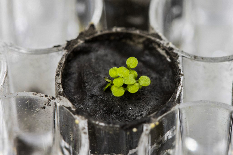 This University of Florida, Institute of Food and Agricultural Sciences (UF/IFAS) handout photo shows several Arabidopsis plants sprouting from lunar soil at a laboratory at the University of Florida in Gainesville. A tiny pot of soil, but a big step for space agriculture: scientists have, for the first time, grown plants in a few grams of lunar soil, brought back decades ago by the Apollo astronauts. (Credits: Tyler JONES / UF/IFAS Communications / AFP)