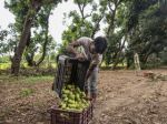 A heat wave's lamented victim: The mango, India's king of fruits