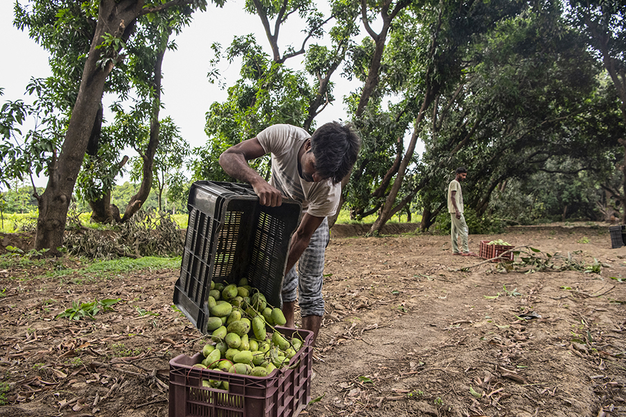 Unripe mangoes that fell during a recent storm are gathered in Malihabad, India, May 23, 2022. Blistering spring temperatures have devastated crops of the country’s most beloved fruit. (Saumya Khandelwal/The New York Times)