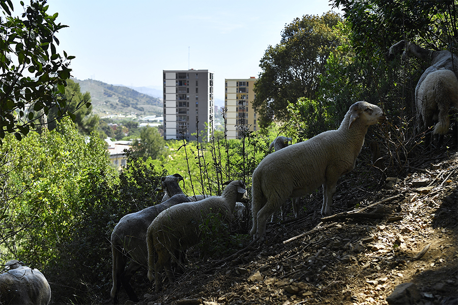 Sheep and goats graze at the natural park of Collserola, near Barcelona on May 12, 2022.
Image: Pau Barrena / AFP