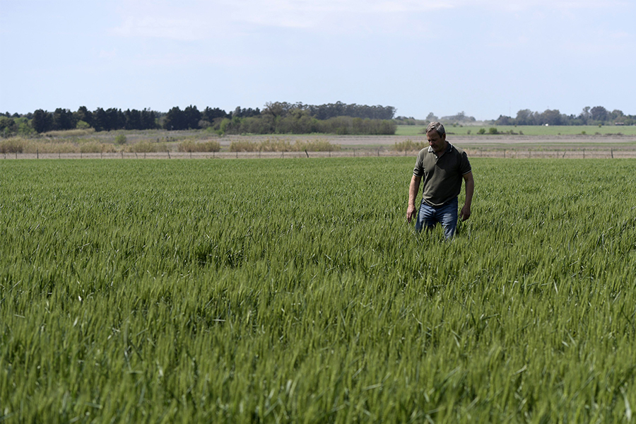 A file photo of Argentine farmer walking in a wheat field at a farm near Ramallo, some 245 km north-west of Buenos Aires. (Credits: JUAN MABROMATA / AFP​)