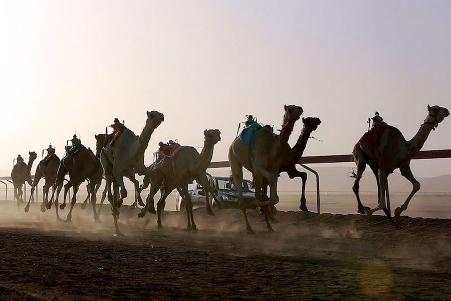 
Camels riden by robot jockeys take part in a race at the Sheikh Zayed race track in Disah in Jordan's southern Wadi Rum desert on September 30, 2022. Photography Khalil Mazraawi / AFP 