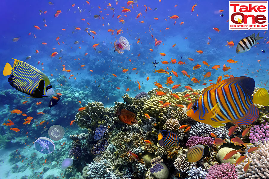 The beautiful coastal resort of Sharm-el-Shaikh, famous for its coral reef and rainbow fish, where CoP27 is currently being held.
Image: Shutterstock
